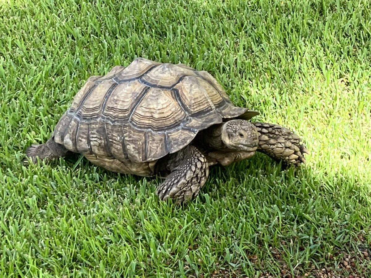 Donatello