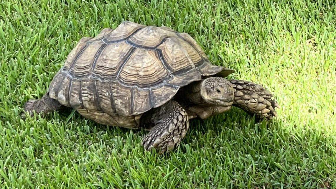 Watch a South Florida tortoise reunite with its human parents after a slow police chase