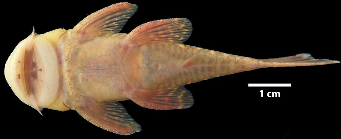 Small bumps cover a set of large lips around a gaping mouth.