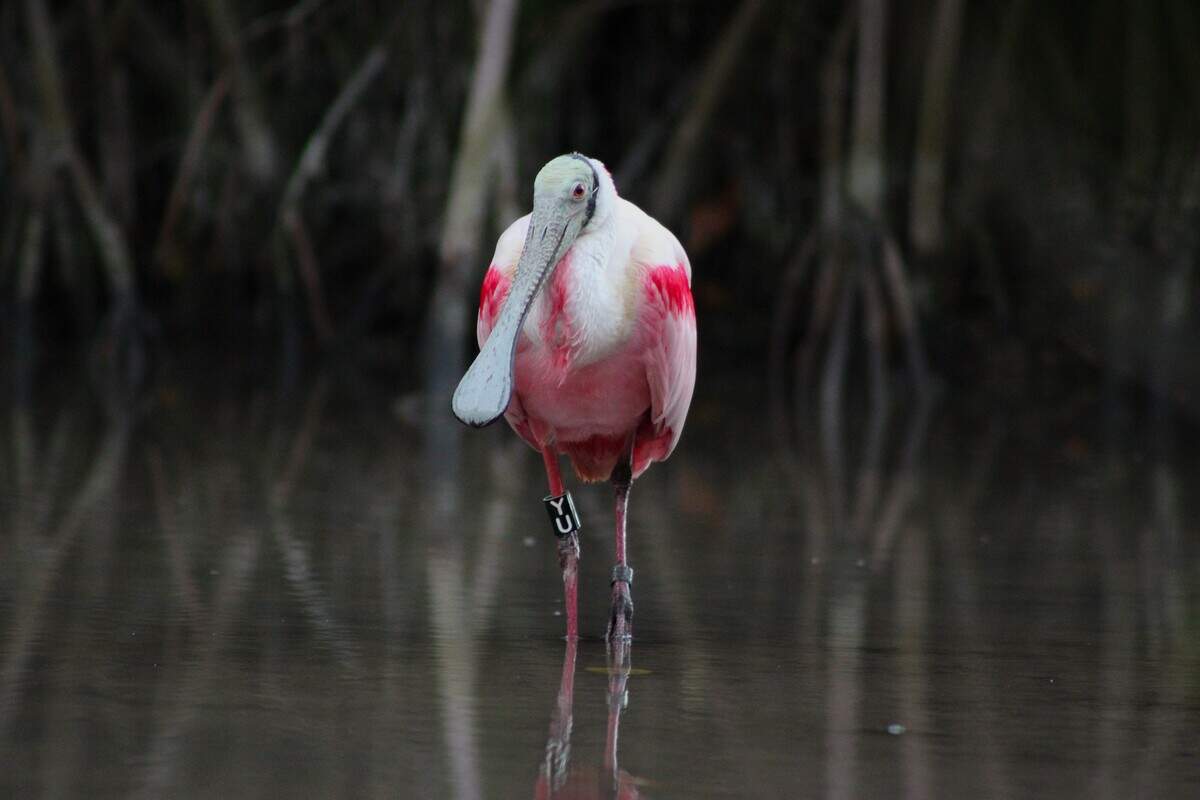 Roseate Spoonbill with leg band.