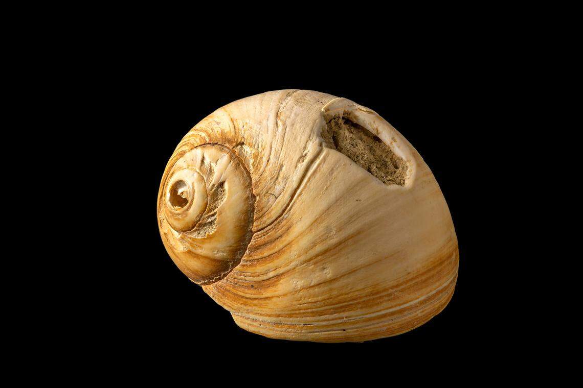 A shell with signs of use as an adornment.