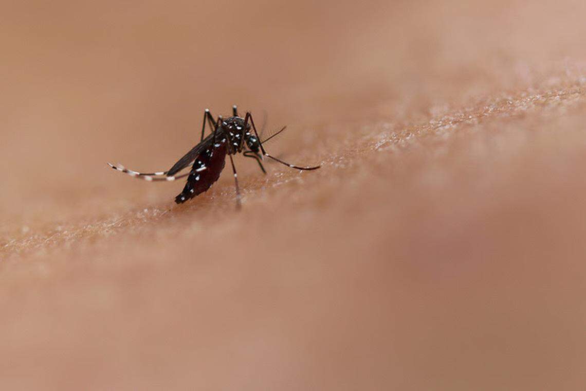 The Aedes aegypti mosquito is a carrier of dengue and Zika viruses. A study published Tuesday in the journal, PLOS Medicine, found that prior infection with dengue may protect against symptomatic Zika disease.