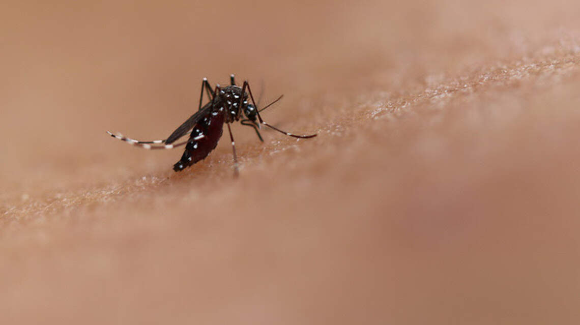 Dengue fever outbreak hits Latin America and Caribbean region