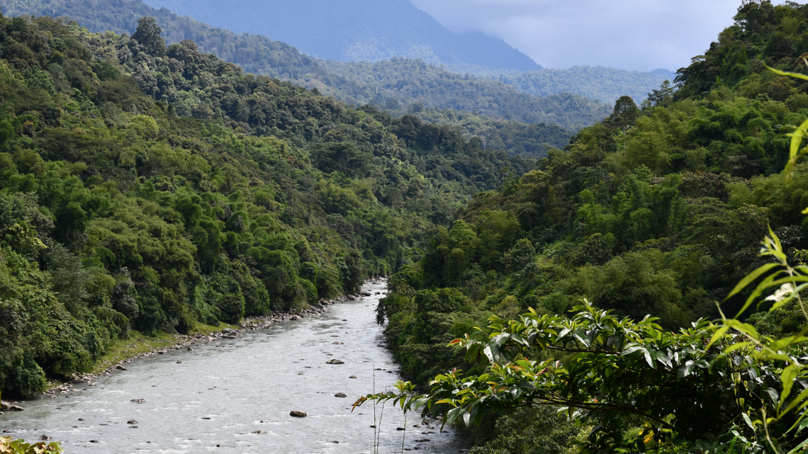 Researchers discovered a new species of “musical” creatures in Arunachal Pradesh, India, according to a study.