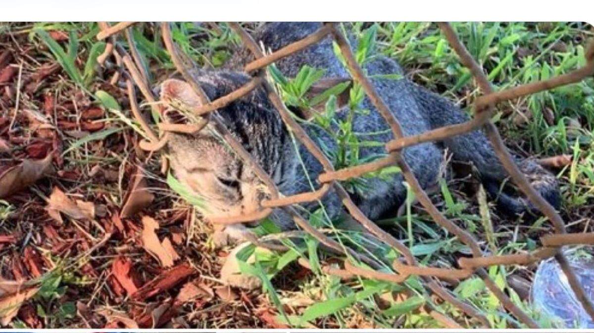 Kitten in fence