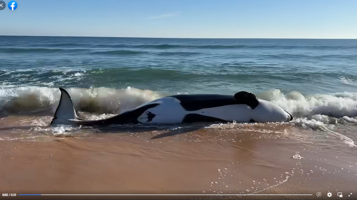Deputies shared a warning after a killer whale was spotted on a Florida beach.