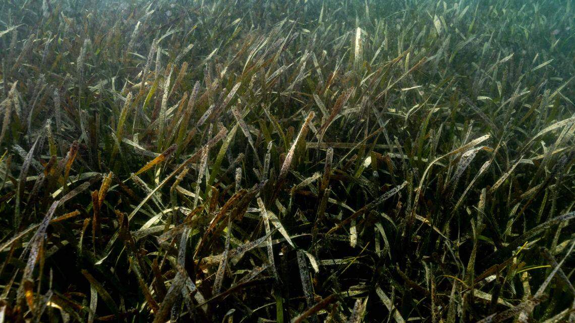Sea grass inside Biscayne Bay on Wednesday, October 15, 2025, in Miami, Fla.