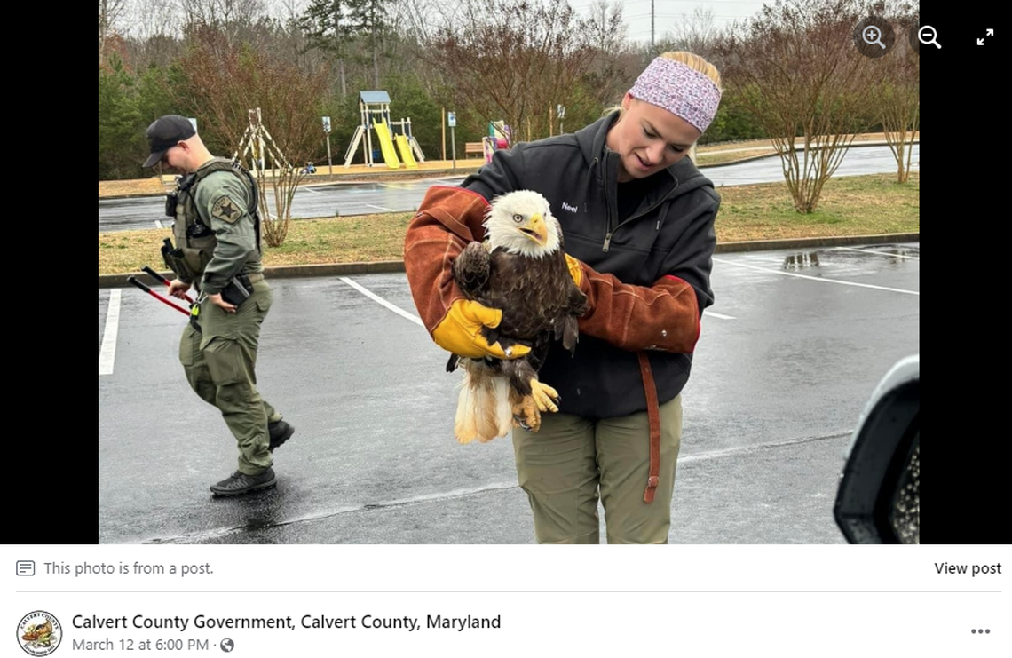The eagle was safely removed and released back into the wild, officials said.