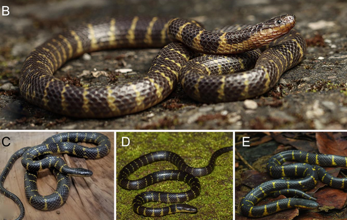 The snakes were timid and gentle, and didn’t attack researchers when handled.