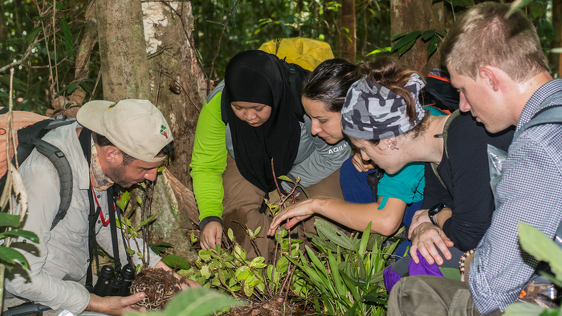 A tourist noticed an animal crawling on a leaf during night hike in Borneo — and discovered a new species, a study said.