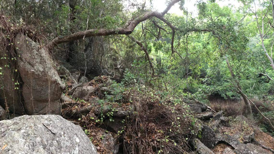 Researchers found a new species hiding in the boulders of the uninhabited Scawfell Island, a study said and photos show.