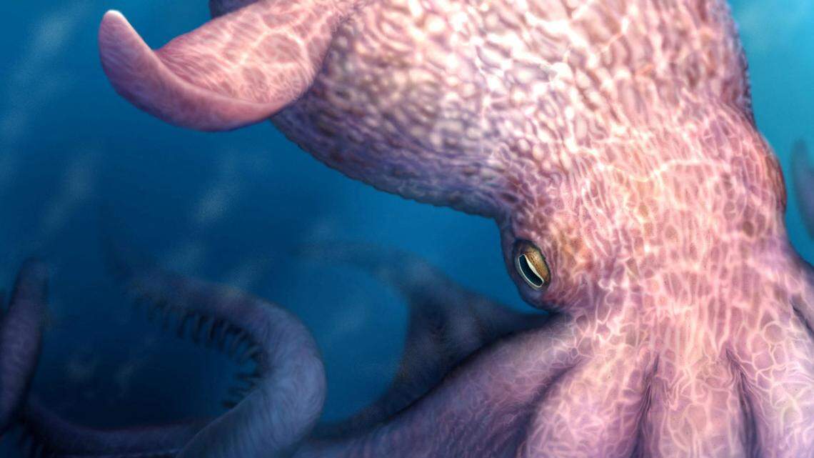 cretaceous kraken giant octopus fossil discovered