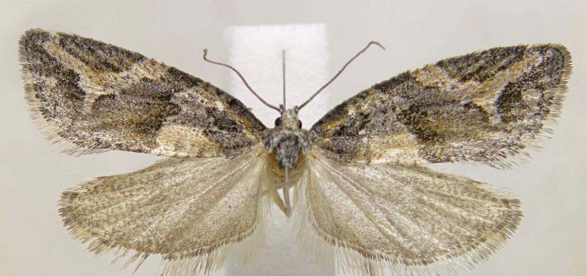 A male specimen of the new species.