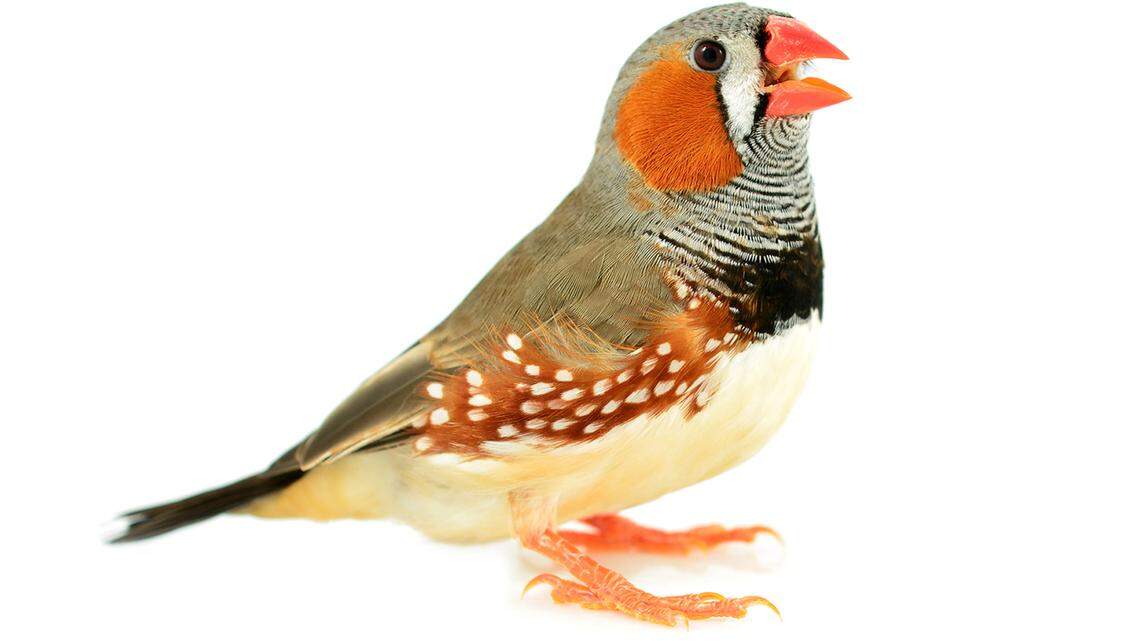 Researchers at the University of California, San Diego were able to reproduce the pitch, volume and quality of the zebra finches’ songs by translating their neural activity — a system that can inspire new devices for people with speech loss.