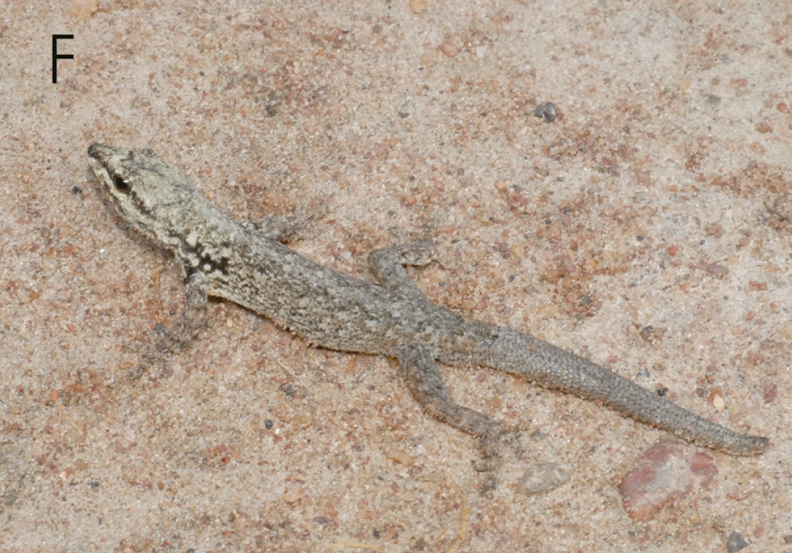 A Lygodactylus gamblei, or Gamble’s dwarf gecko, as seen from above.