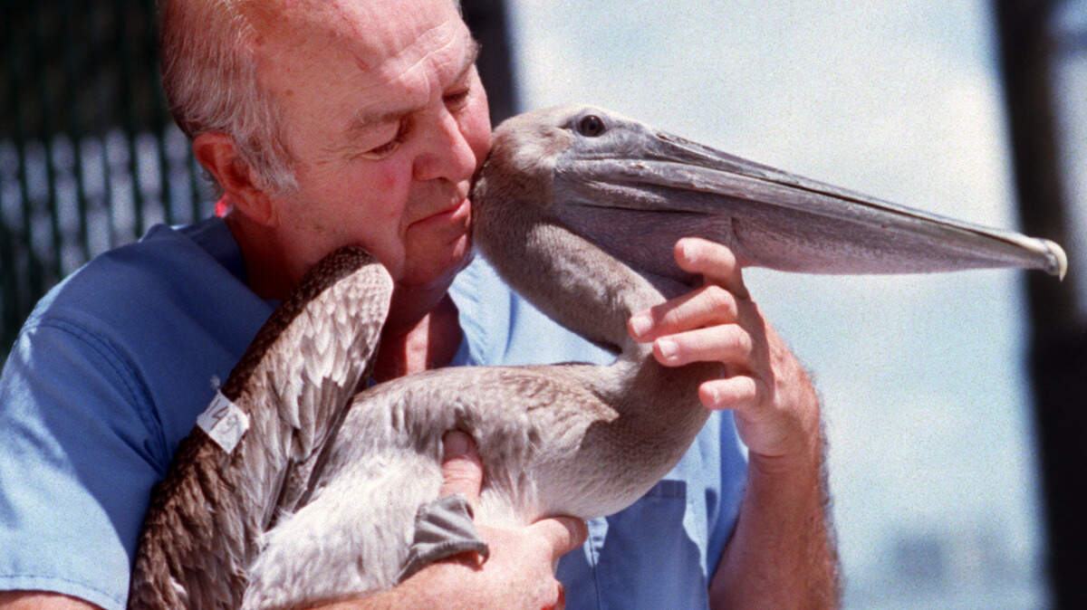 Harry Kelton holds a young pelican and helps it swallow on Aug. 1, 1996, at Pelican Harbor Seabird Station at the end of the pier at 1275 NE 79th Street Causeway in Miami.