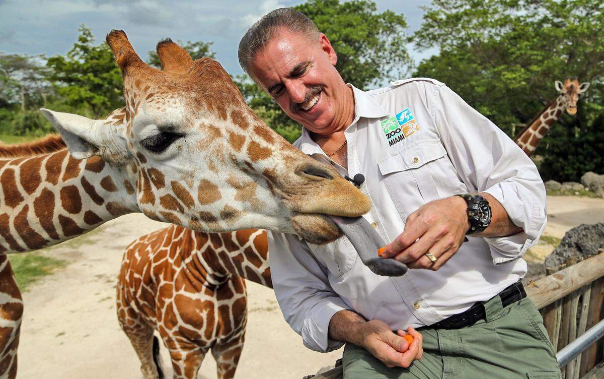 Malcome, a reticulated giraffe, takes a slice of carrot from Zoo Miami’s Ron Magill on Wednesday, June 23, 2021.