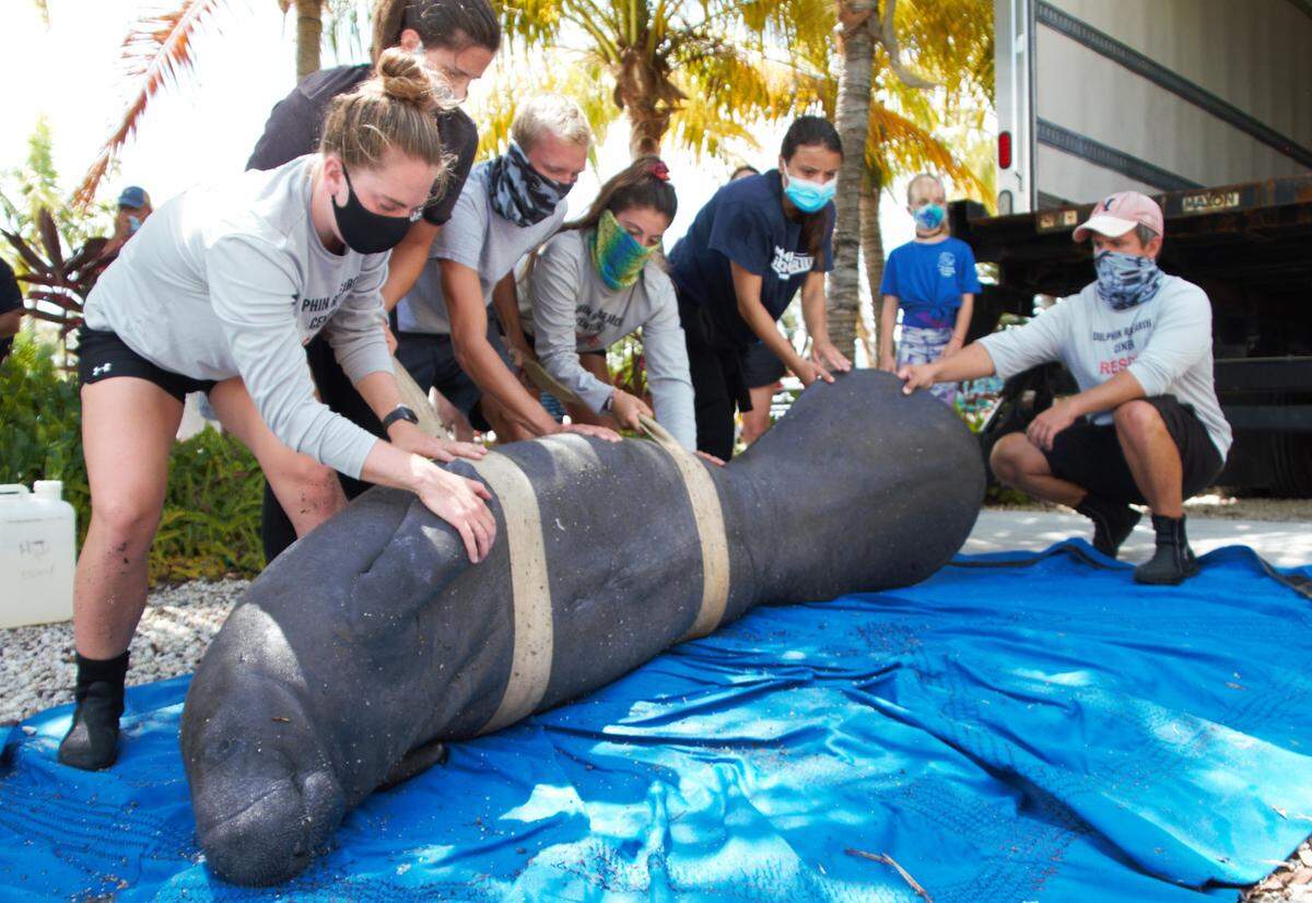 Minnow the manatee is returned back to the ocean on Key Colony Beach on Sept. 16, 2020.