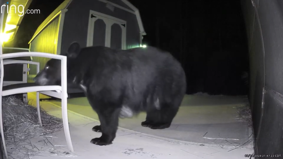 Two black bears visited a Florida panhandle home and took a sniff around at a chair and a water bowl before returning to the dark, a Ring camera video shows.