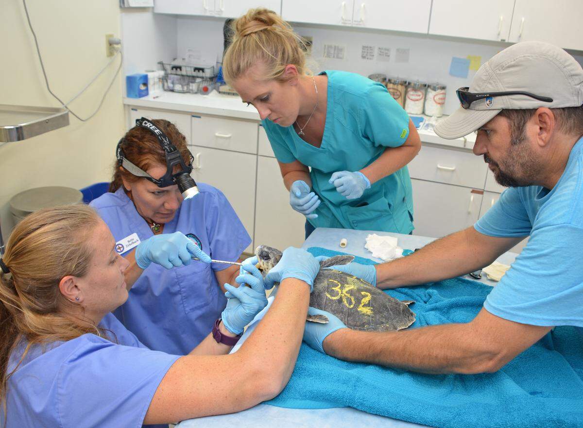 From left, Brooke Burkhalter, Bette Zirkelbach, Shelby Loos and Jeff Carr work to intubate a cold-stunned Kemp’s ridley sea turtle at the Turtle Hospital in Marathon.