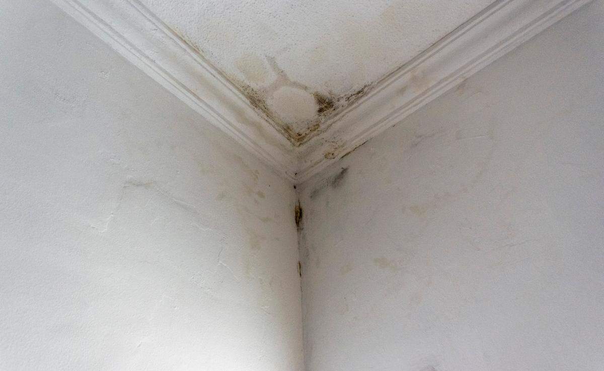 Water leaks can have significant negative impacts in condos.