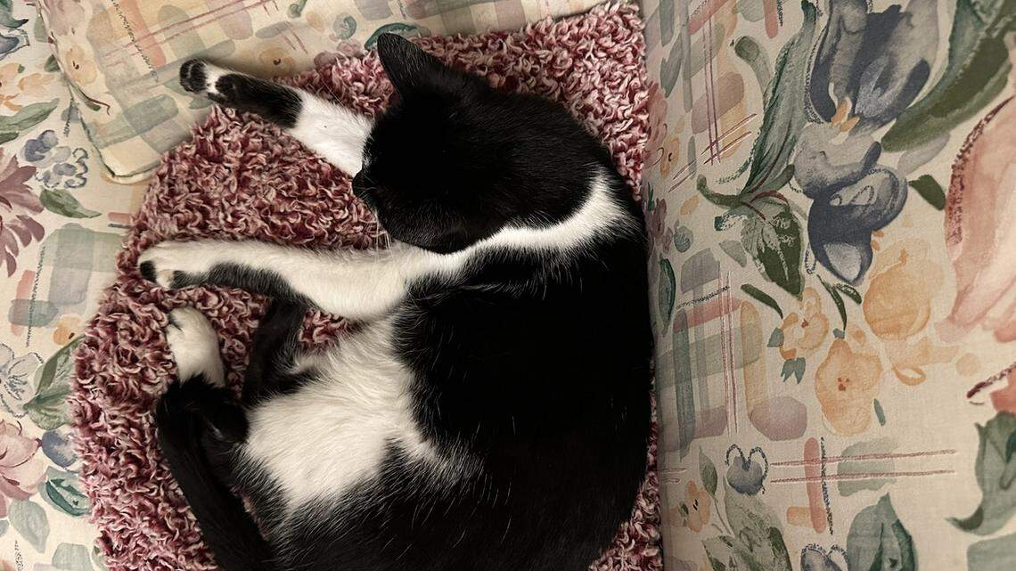 Polls are closed for South Florida’s cutest pet. Stay tuned for the winners!