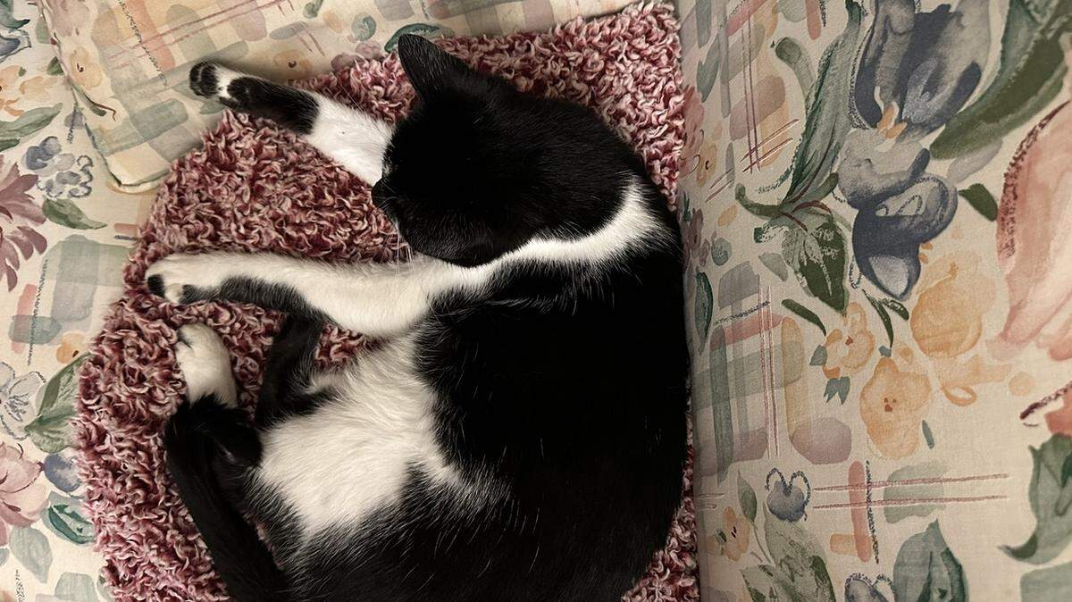 Don’t sleep on this Miami Herald Cutest Pet Contest like Ophelia’s doing. Round 2 voting is live Oct. 23 through Oct. 27, 2025. A winner will be announced Nov. 3.
