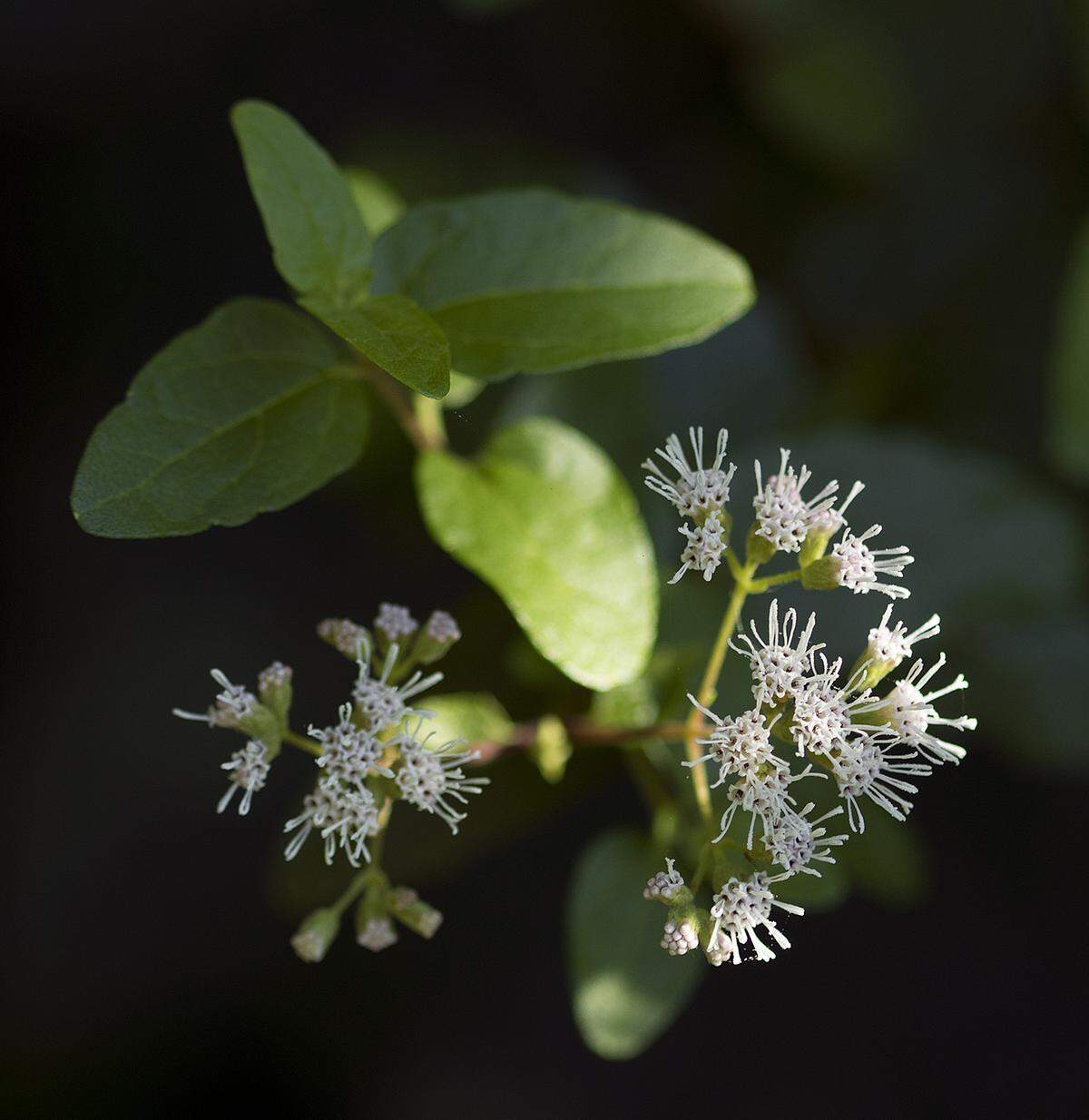 Butterfly-attracting white to cream thoroughwort flowers smell of cinnamon.