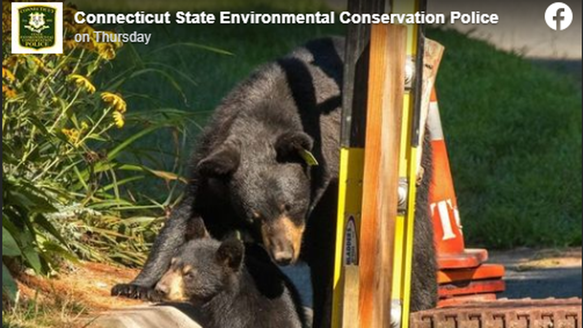 A bear and its two cubs got trapped in a storm drain in a Connecticut neighborhood.