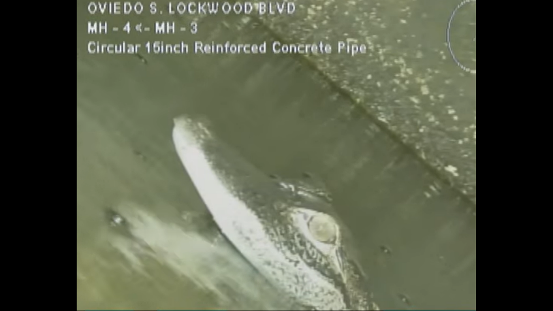 The alligator waddled away from the camera until it found water deep enough to hide in, video shows.