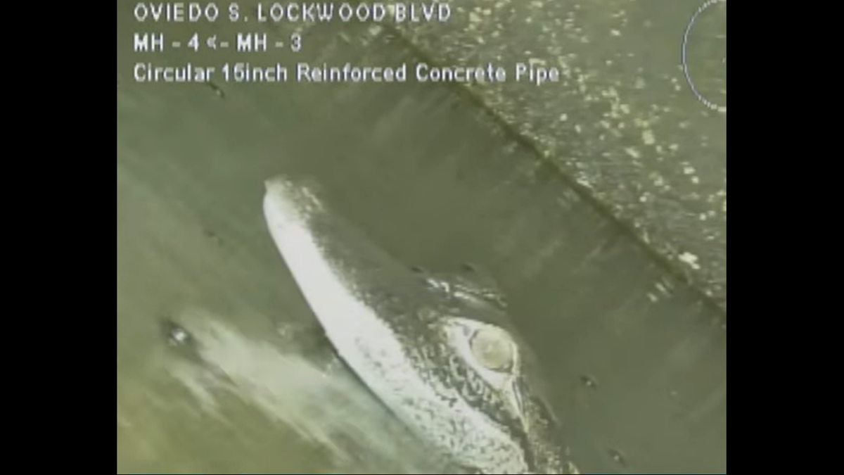 The alligator waddled away from the camera until it found water deep enough to hide in, video shows.