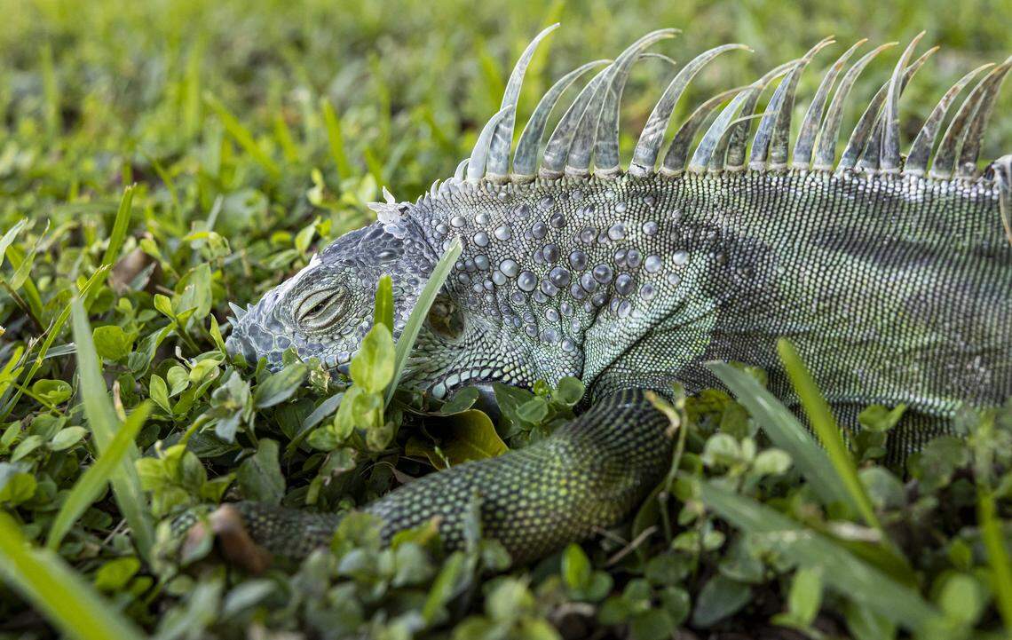An iguana is seen laying on the ground in a neighborhood as temperatures dip into the 30s as a cold front makes its way across South Florida on Sunday, Feb. 1, 2026, in Pembroke Pines, Fla.