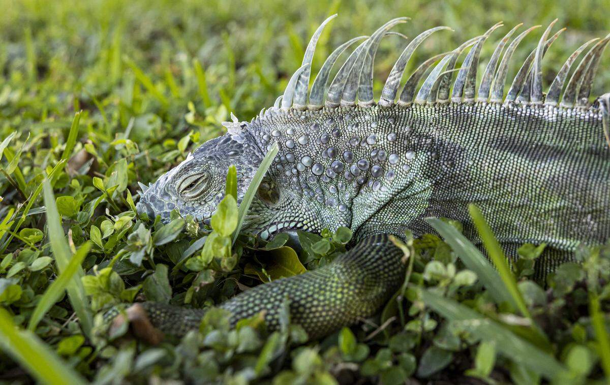 An iguana is seen lying on the ground in a neighborhood as a cold front makes its way across South Florida on Sunday, Feb. 1, 2026, in Pembroke Pines, Florida.