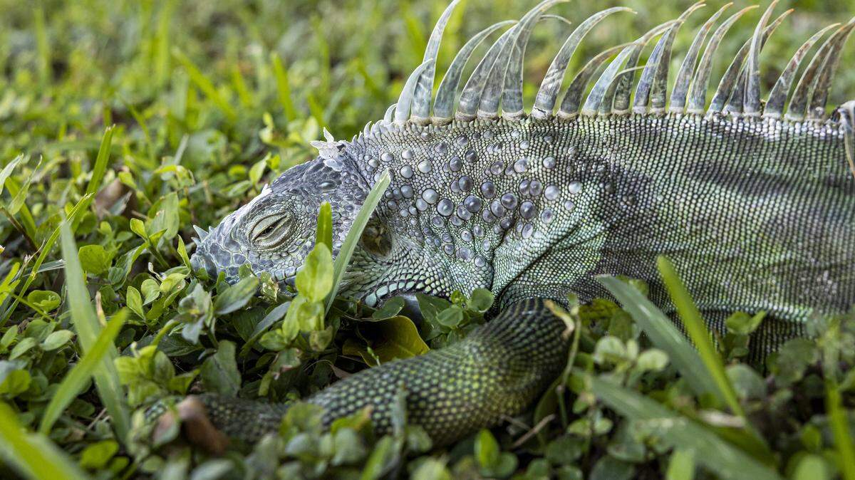 More than 5,000 cold-stunned iguanas were removed from South Florida after the recent Arctic blast.