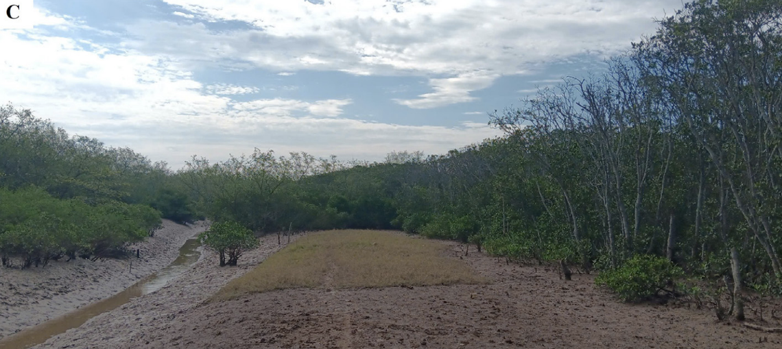 Local fishers say they can spot the frogs at low tide.