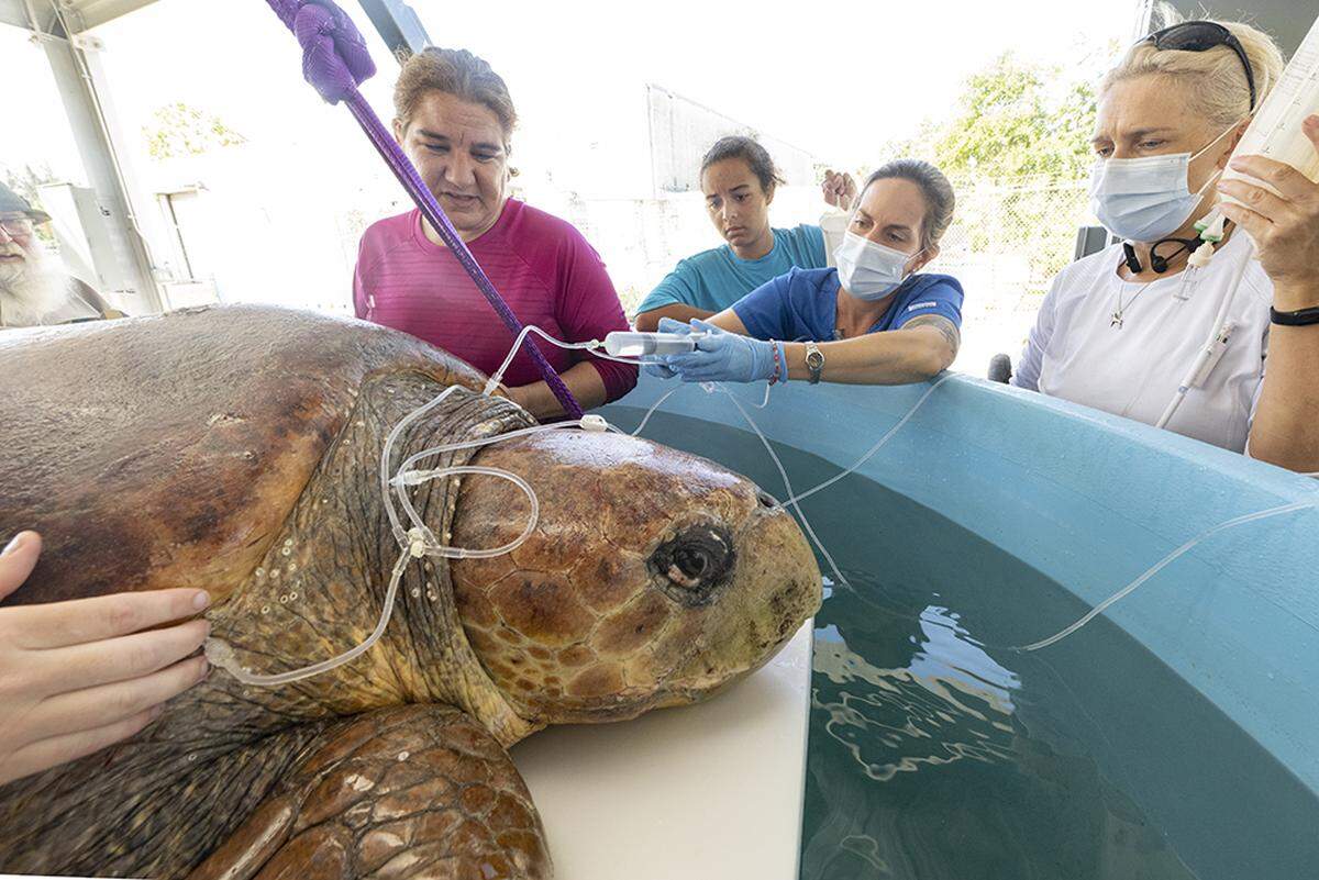 Baymax, a female loggerhead sea turtle already has visitors and healthcare at the new Zoo Miami Sea Turtle Hospital, which has its ribbon-cutting set for July 6, 2022.