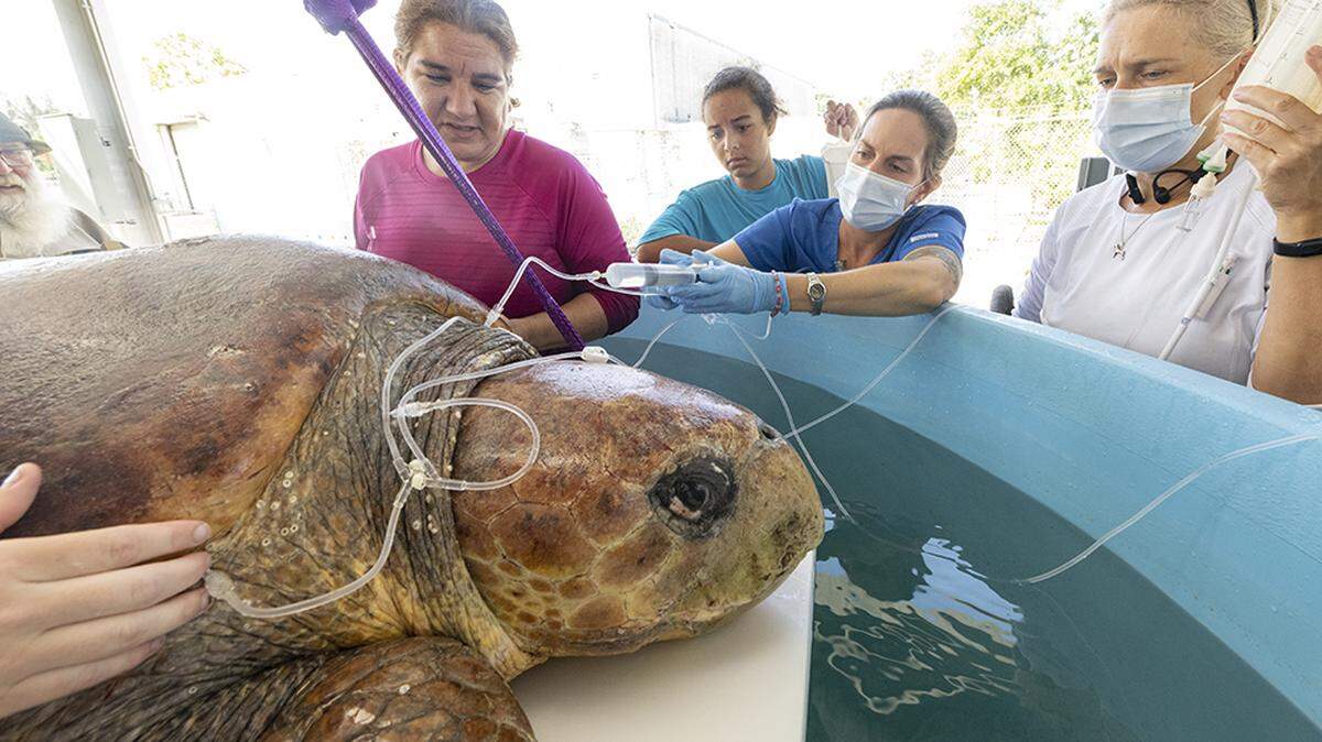 Baymax, una hembra de tortuga boba, ya tiene visitantes y atención sanitaria en el nuevo Hospital de Tortugas Marinas del Zoo Miami, cuya inauguración está prevista para el 6 de julio de 2022. Ron Magill Zoo Miami