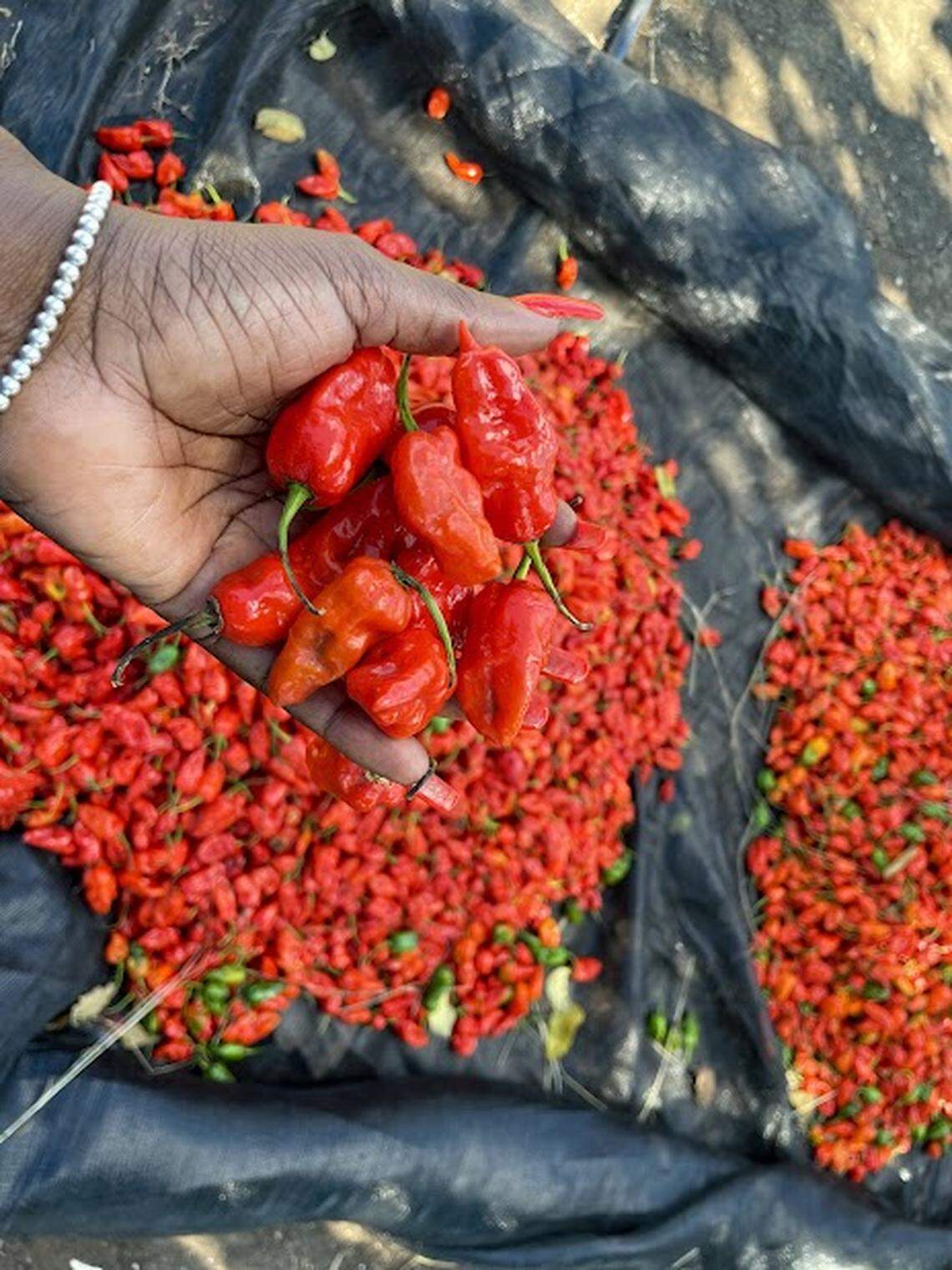 A group of young entrepreneurs from Port-au-Prince is helping farmers in northern Haiti grow peppers. This variety, known as “Piman Bouk,” is among the peppers being developed in Paulette, Haiti.