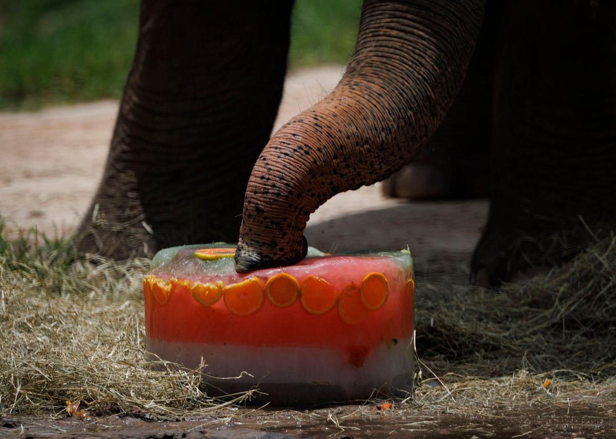 Ardy the elephant rubs his trunk on a fruit popsicle to stay cool and have a treat during the day on Tuesday, July 30, 2024, at Zoo Miami. Popsicles, big chunks of ice made with gatorade and fruit for herbivores, are used to keep cool and for enrichment.