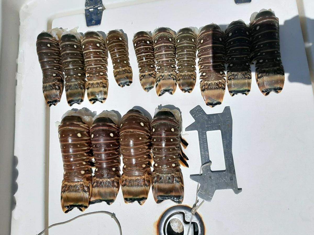 Spiny lobster miniseason is July 29 and 30, 2020, but police caught one man poaching them.