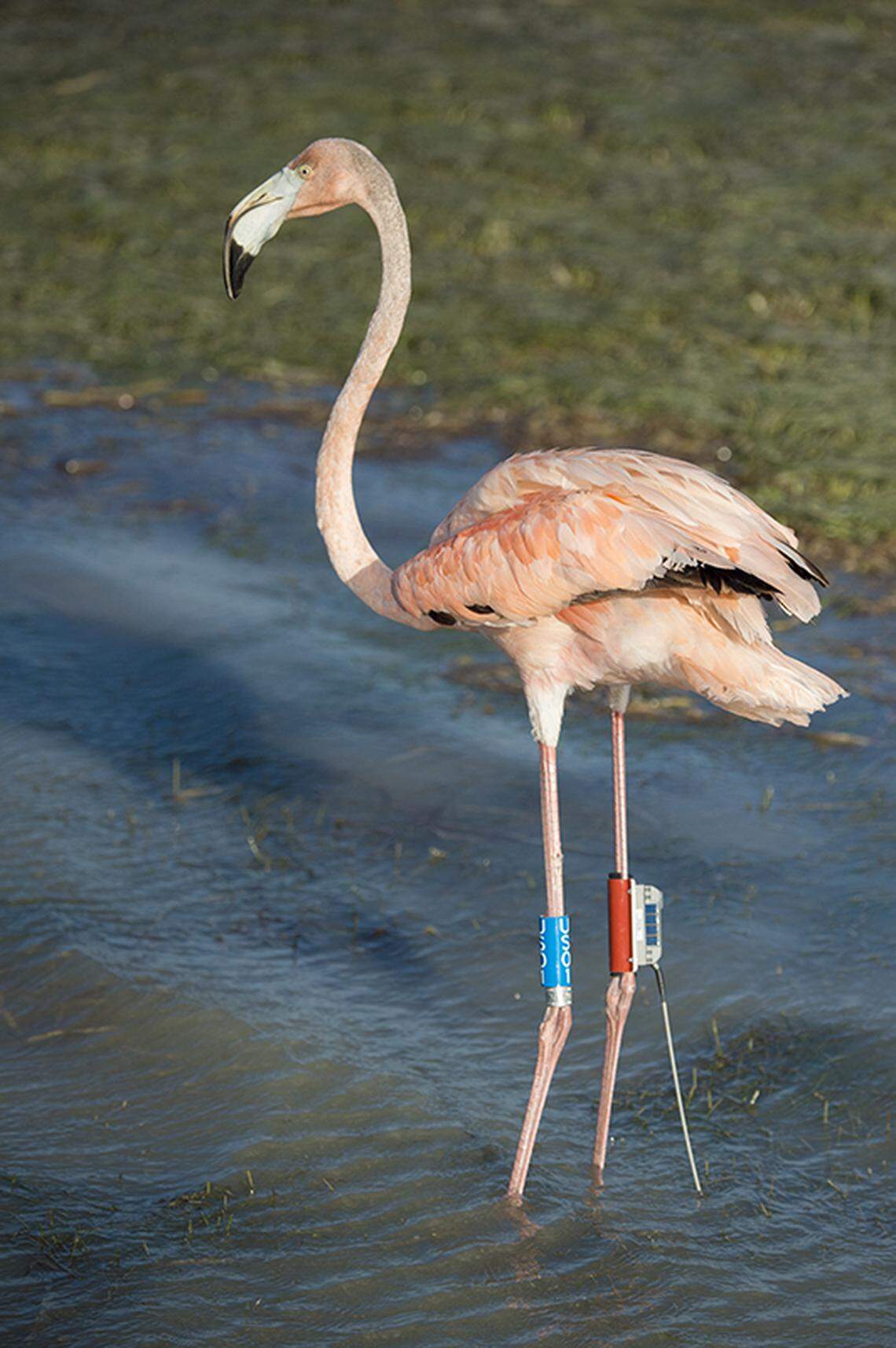 Conchy is a flamingo that was found flying free in South Florida and was subsequently banded and fitted with a transmitter that provides significant information on his habits and range.