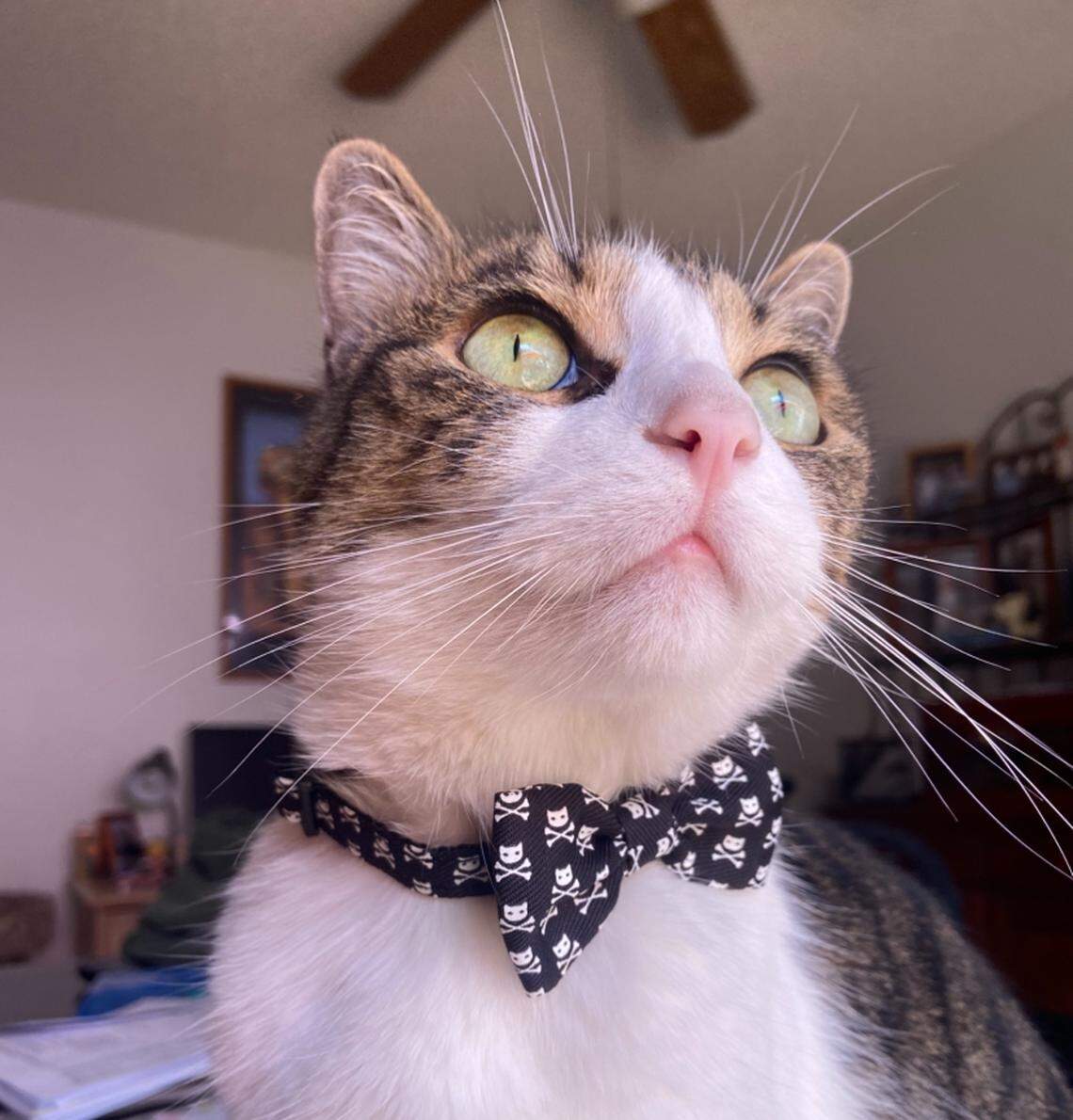Lupita Townsend’s cat Humphrey from Miami placed second in the Miami Herald’s Cutest Cat Contest. Playing with his brother Bruno, a puppy, his Humphrey’s favorite thing, his owner said.
