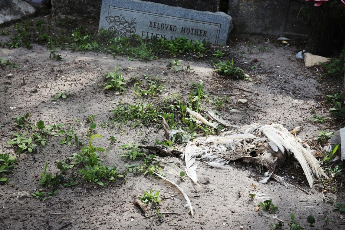A chicken's carcass is laid atop a grave at Lincoln Memorial Park. Arthur Kennedy, the caretaker at the cemetery, says he removes about 19 dead chickens a day from the cemetery. Kennedy stays on the property at night to keep vandals and grave robbers away.Damage to graves and trespassing by drug addicts and Santeria worshippers who deposit offerings are ongoing problems at Miami's oldest graveyards.
