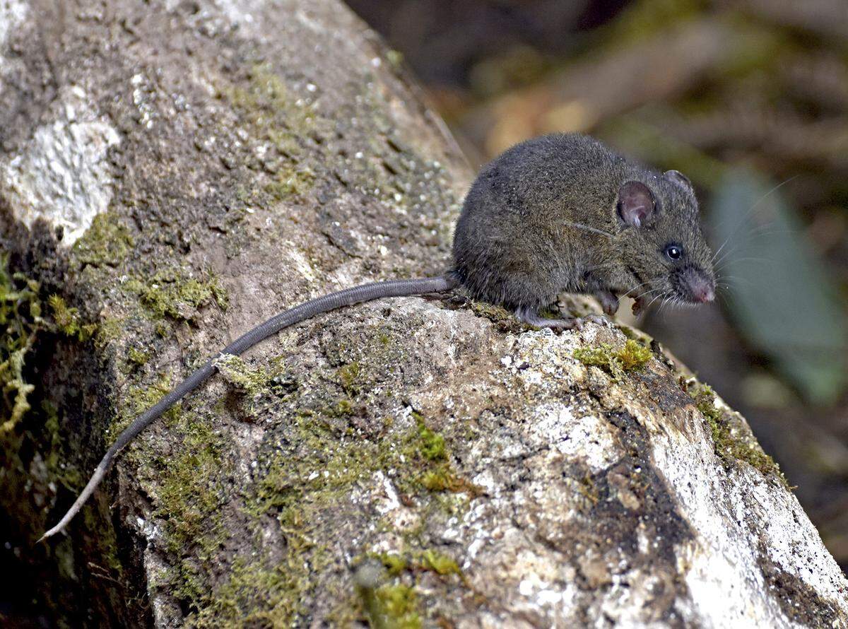 The mountain mouse has a tail longer than the rest of its body combined with a white tip.