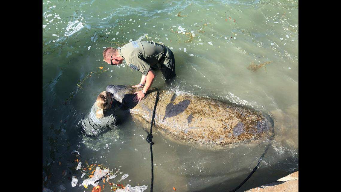 Pinellas County Sheriff’s Deputy Jill Constant says the manatee was exhausted and desperately trying to beach itself “so it wouldn’t drown.”