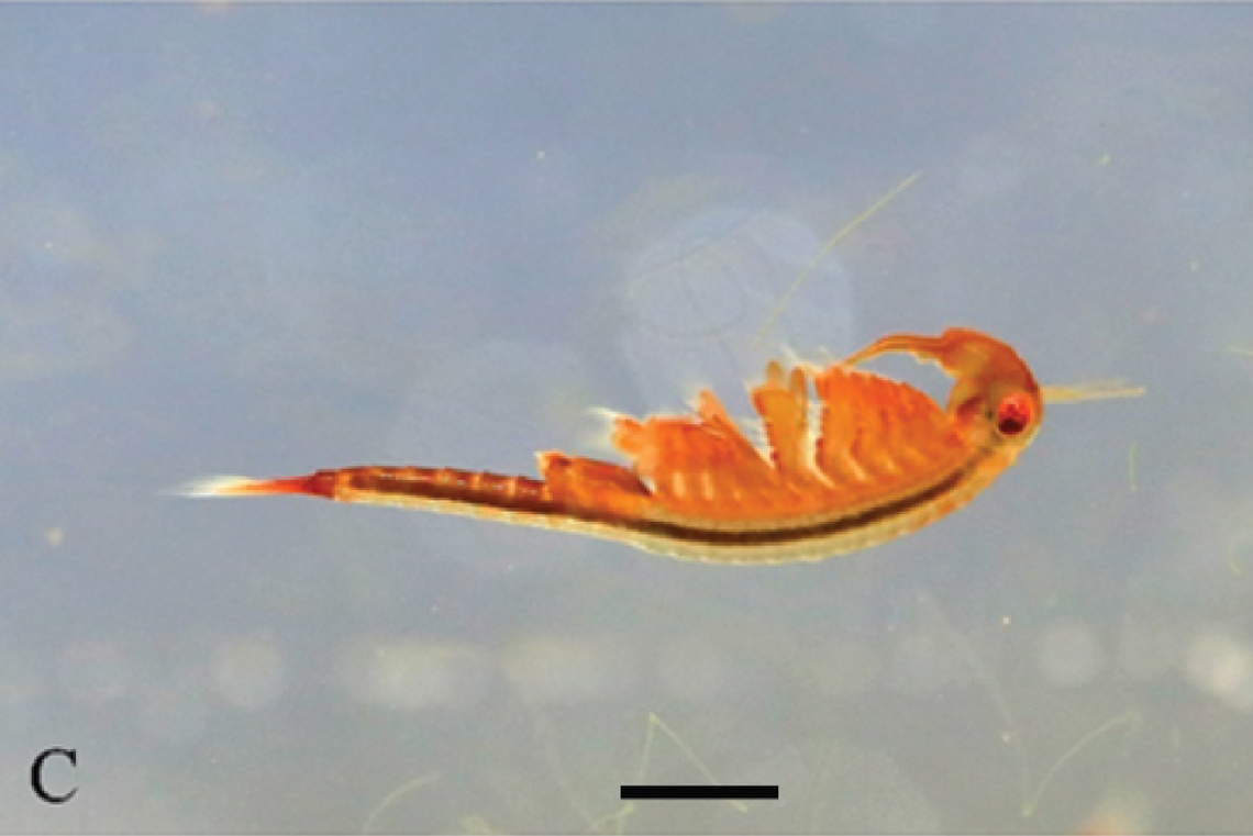 A male Parartemiopsis shangrilaensis, or Shangri-La fairy shrimp, swimming on its back.