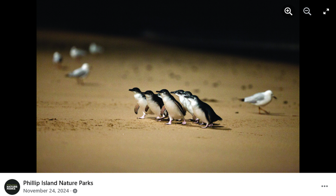 The penguins have a history of “hanky-panky” outside their partnerships, experts said.