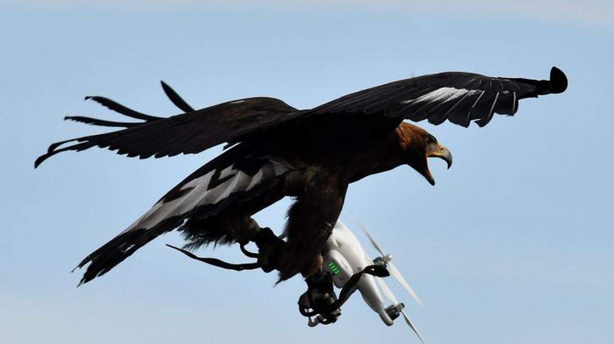 In 2017, royal eagle catches a drone in flight during a military exercise at the Mont-de-Marsan airbase, in southwestern France.