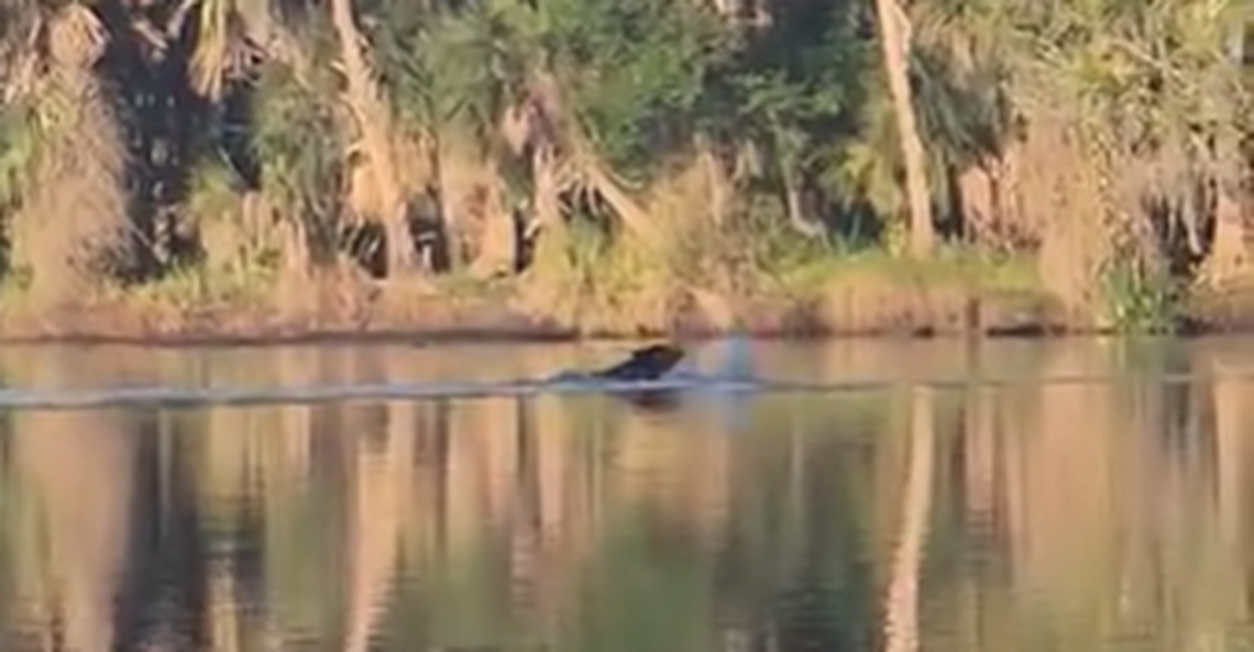 Tyler Futrell’s video shows the alligator was clearly stalking the bear, resulting in the two predators running head-first into each other.