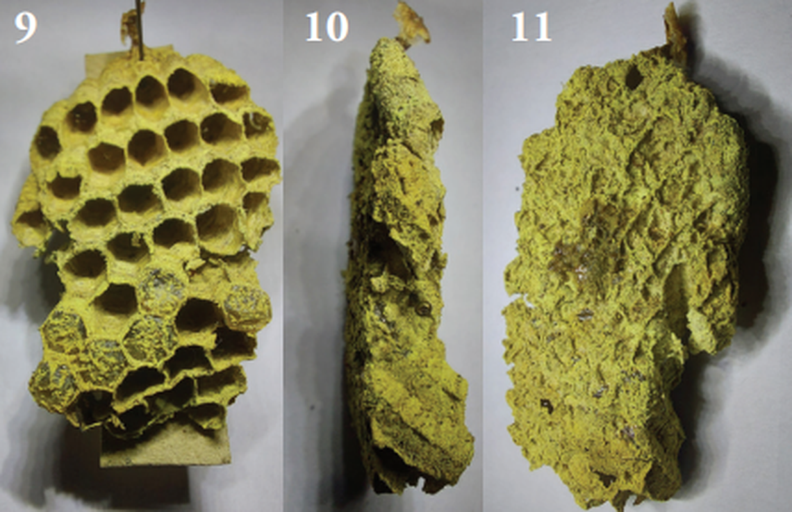 The nest of Ropalidia jemmae, or Jemma’s social wasp, as seen in a lab.